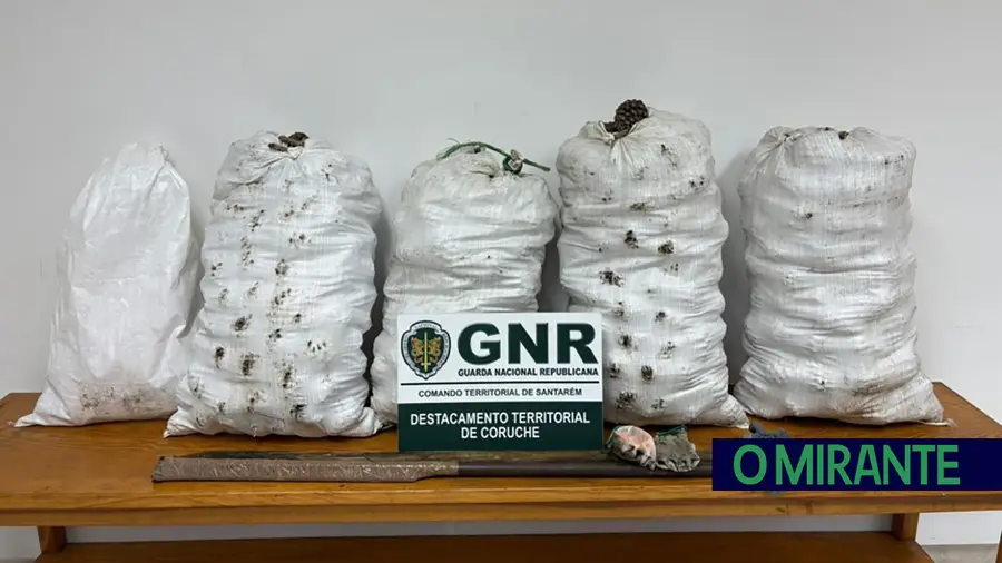 Detido em Benavente por furto de pinhas