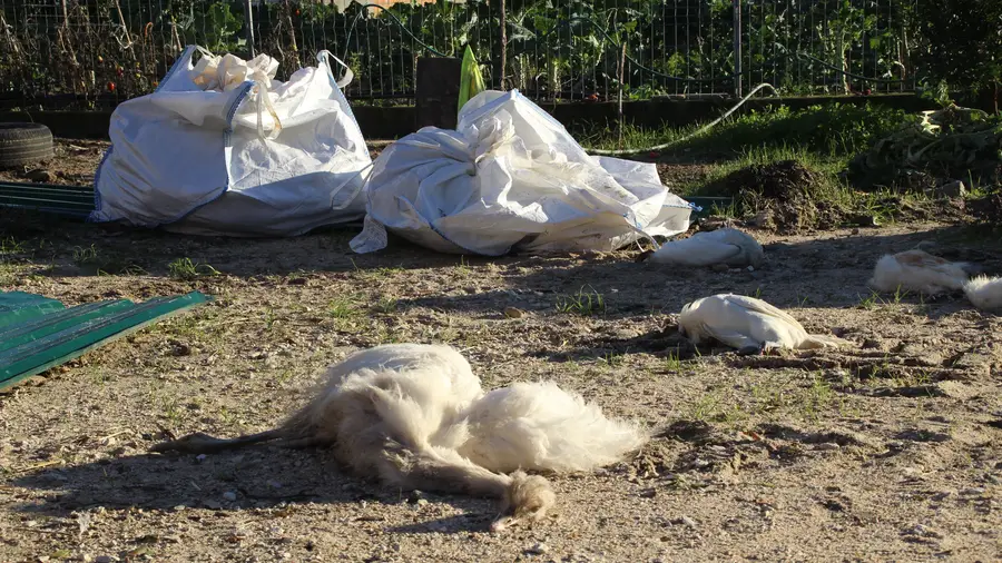 Aves mortas por causa da gripe aviária deixadas em sacos que animais espalharam pelo chão