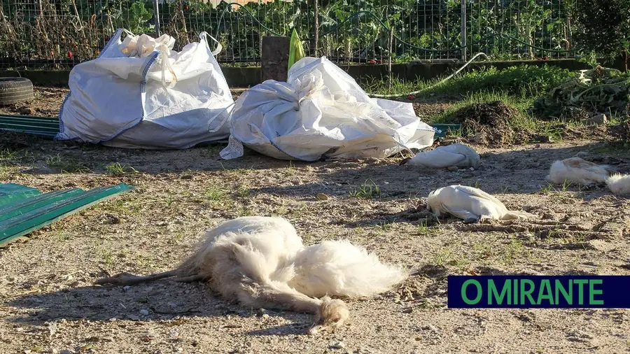 Aves mortas por causa da gripe aviária deixadas em sacos que animais espalharam pelo chão em Murta