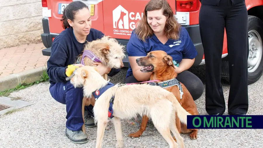 Do abandono à adopção: o trabalho diário do Canil Municipal de Abrantes