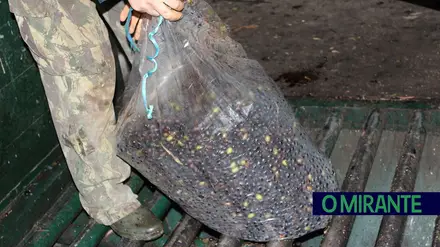 Olival tradicional procura futuro sustentável na região da Serra de Aire e Candeeiros