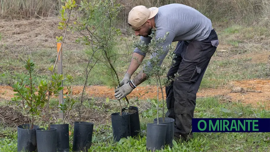 Eucaliptal está a dar lugar a floresta de sobreiros e medronheiros na Meia Via