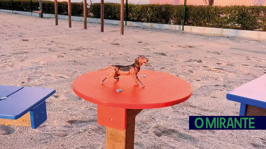 Quem não tem cão…