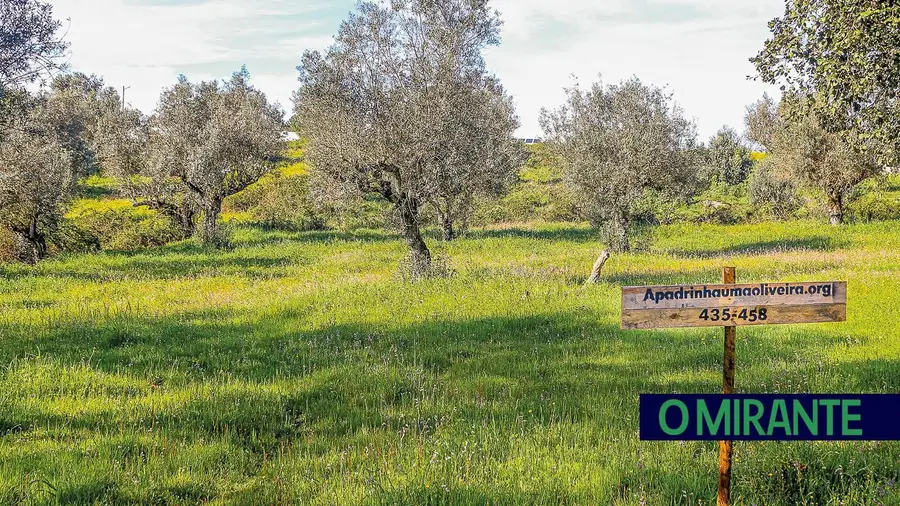 Olival em Abrantes é um dos grandes motores do desenvolvimento económico e social