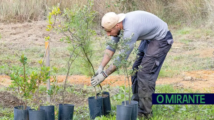 Eucaliptal dá lugar a floresta de sobreiros e medronheiros na Meia Via 