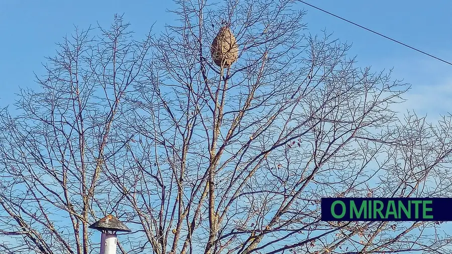 Proliferação de ninhos de vespa asiática em Santarém cria dificuldades na resposta