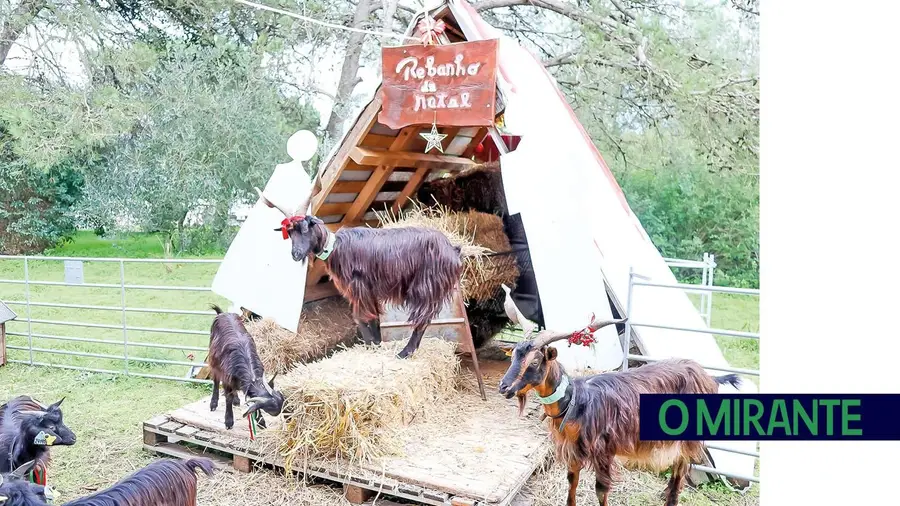 Quem não tem renas desenrasca-se com cabras