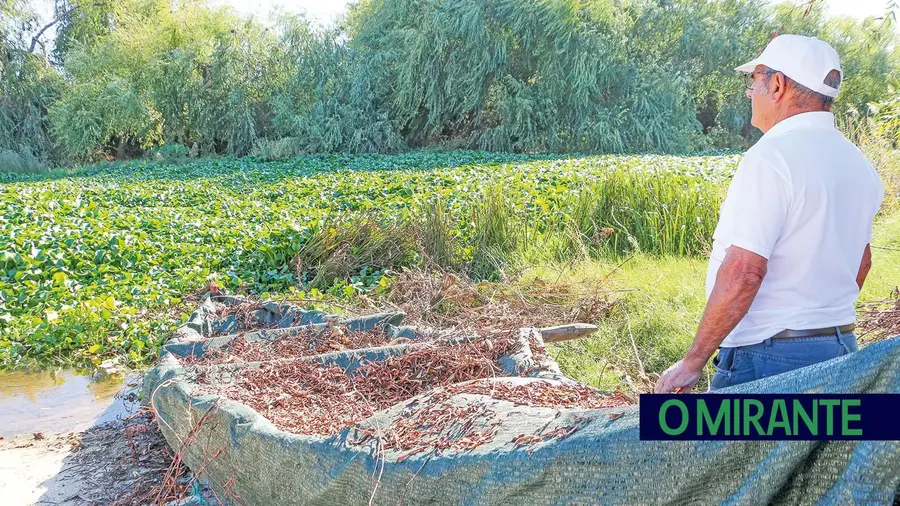 Benavente e Coruche pressionam Governo para cumprir limpeza do Sorraia