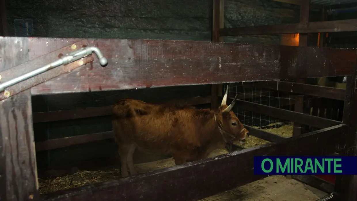 Parque dos Sonhos já abriu na Chamusca