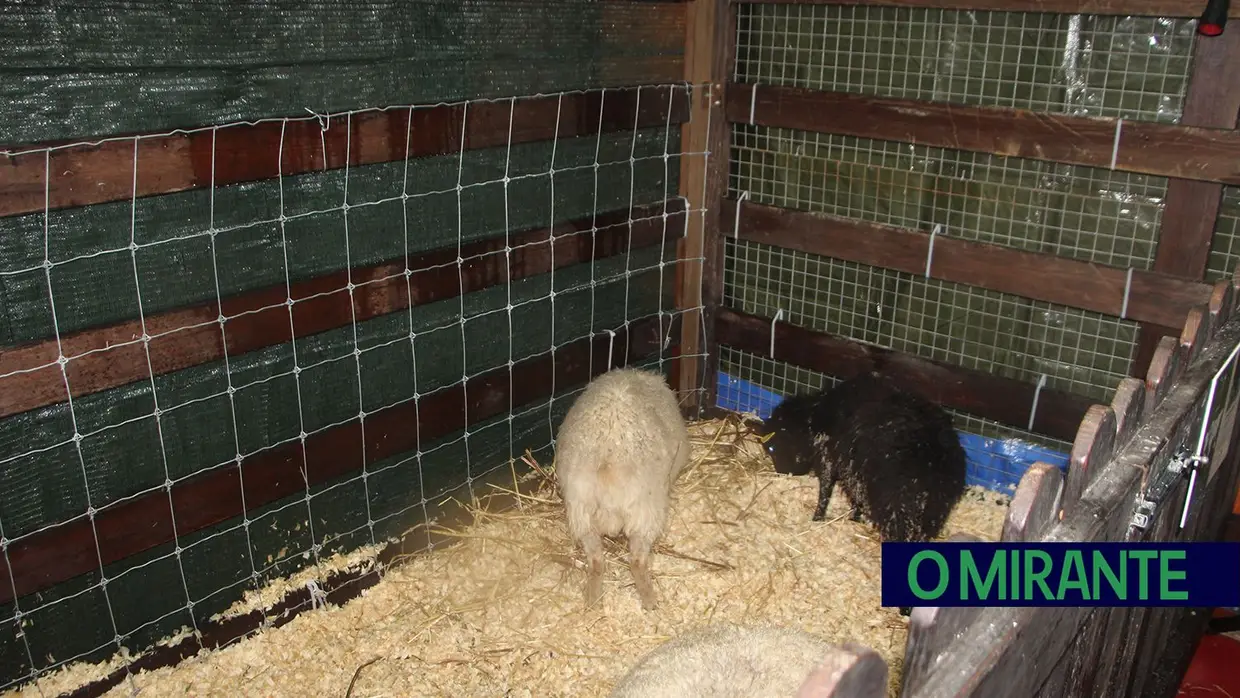 Parque dos Sonhos já abriu na Chamusca