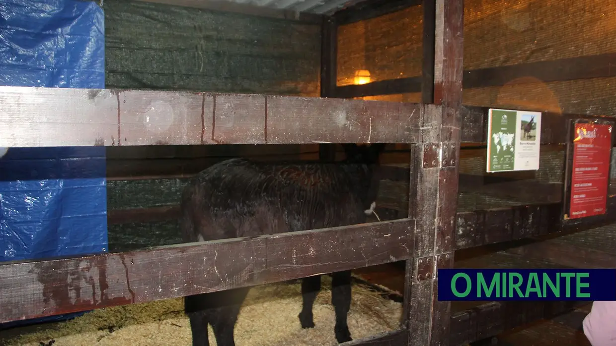 Parque dos Sonhos já abriu na Chamusca