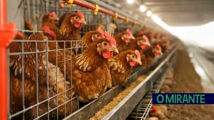 frangos galinhas gripe aves