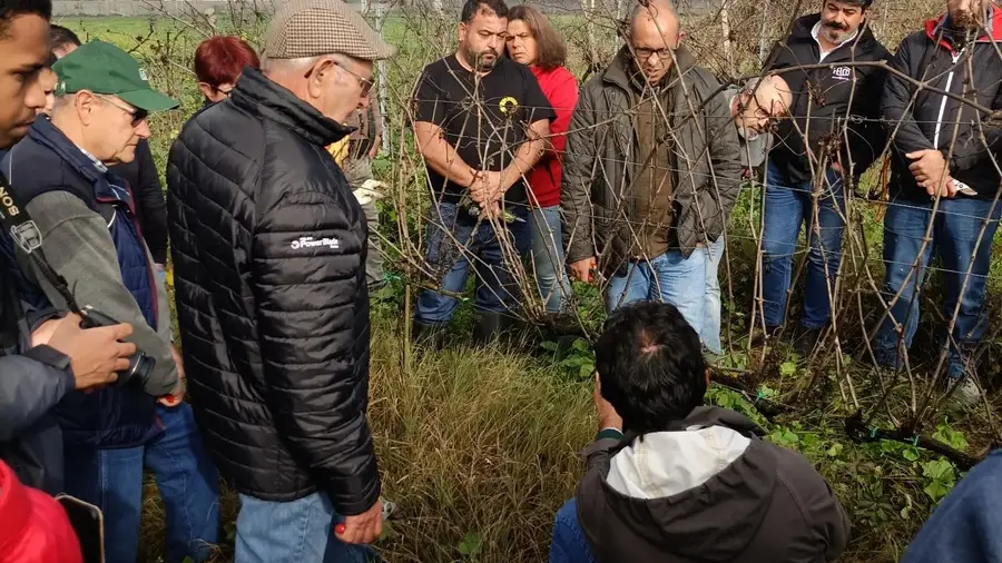 Evento de poda da vinha para o público em Alcanhões