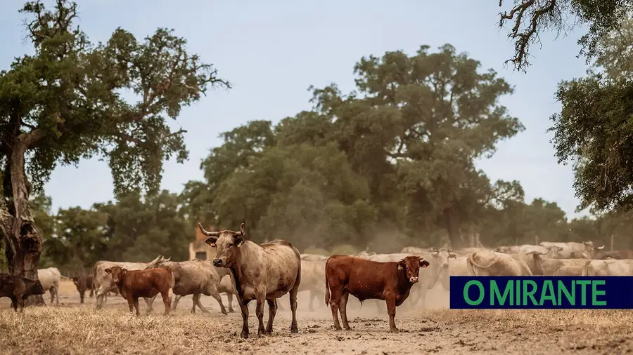 Companhia das Lezírias distinguida com a certificação “Pecuária Baixo Carbono”