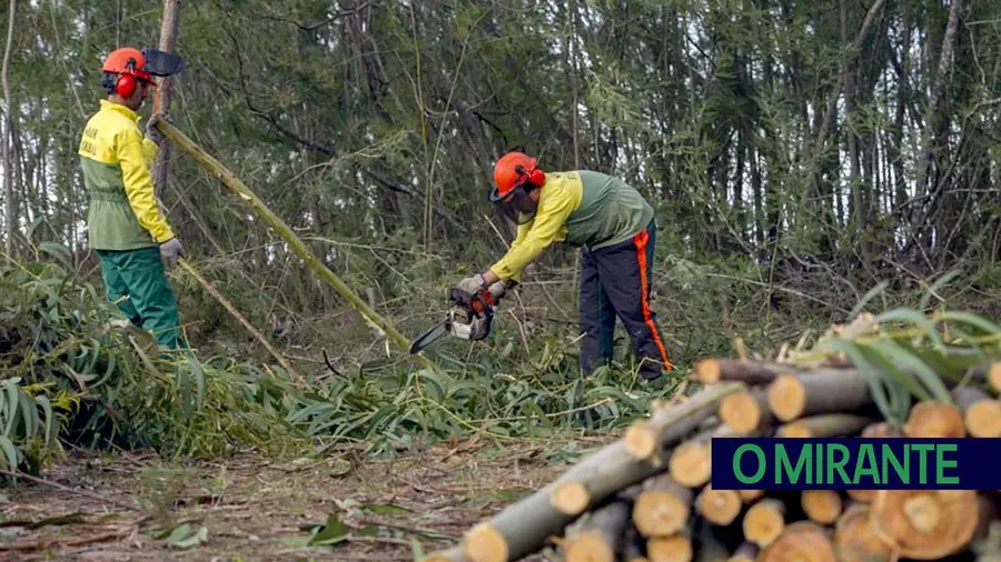 Mação apela à limpeza da floresta no Inverno