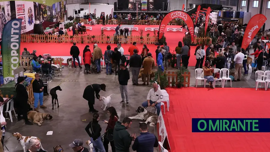 Exposição canina anima Arruda dos Vinhos este fim-de-semana