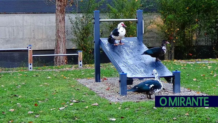 Proliferação de patos preocupa e degrada jardins de Torres Novas