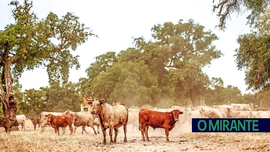 Companhia das Lezírias distinguida com a certificação “Pecuária Baixo Carbono”