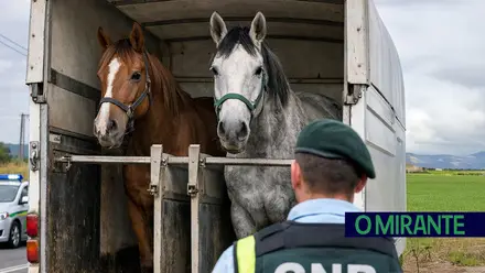 cavalos gnr autoridades policia