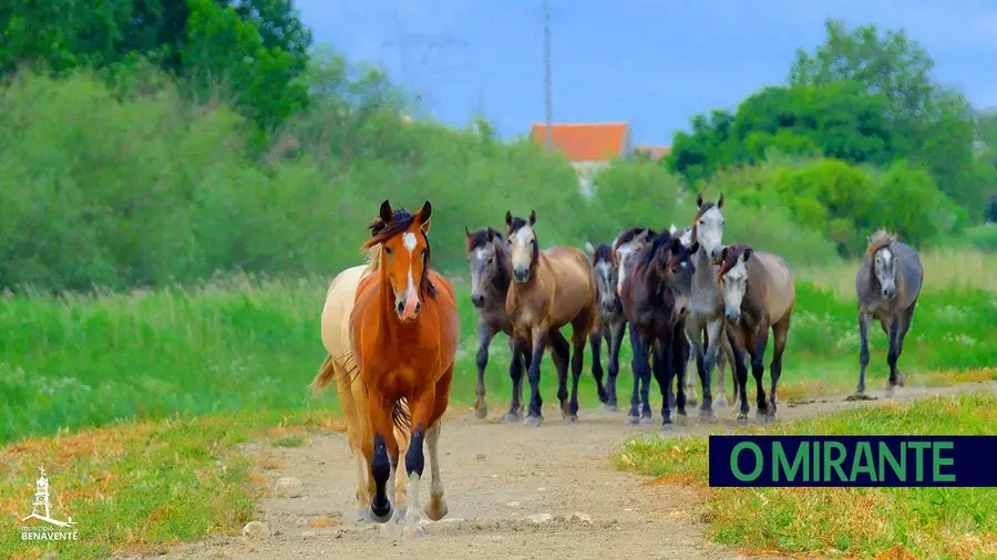Benavente junta-se à Associação dos Municípios Portugueses do Cavalo