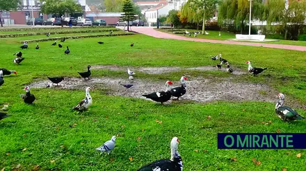 Torres Novas captura patos dos jardins municipais para “garantir saúde pública”