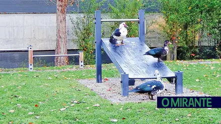 A “República dos Patos” em Torres Novas