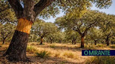 Seminário em Coruche debate futuro do sobreiro face às alterações ambientais