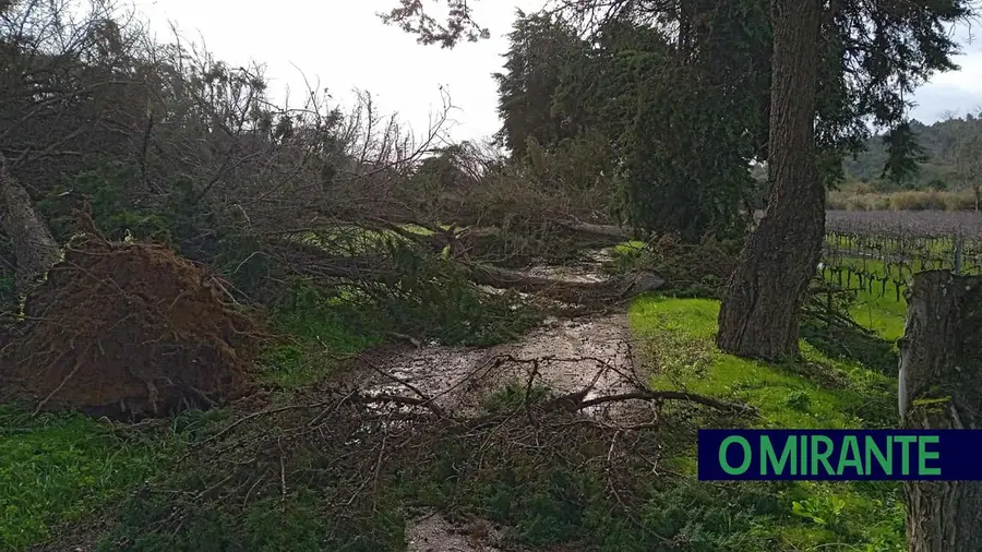 Queda de árvores corta estrada em Azambuja
