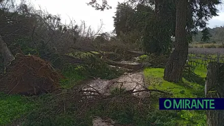 Queda de árvores corta estrada em Azambuja