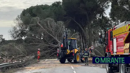111 quedas de árvores, derrocadas, inundações e um salvamento na Lezíria do Tejo