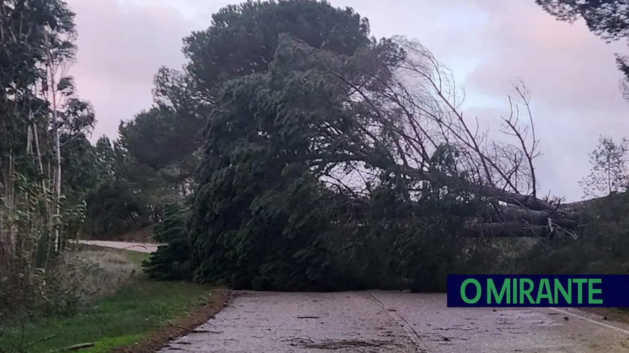 Depressão Kristin no Cartaxo: árvores caídas, campos arrasados e sinais derrubados