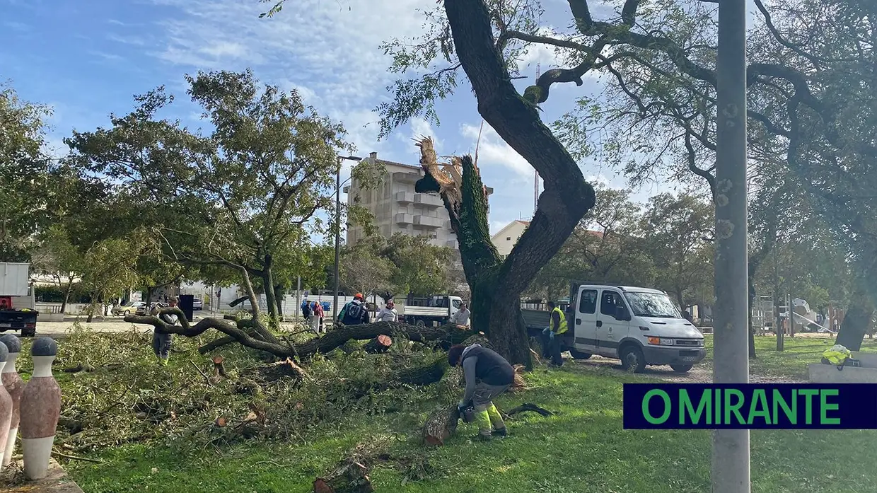 Queda de árvores em Santarém atinge Casa do Benfica