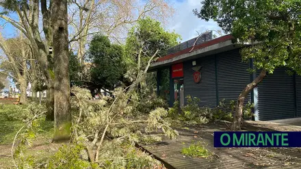Queda de árvores em Santarém atinge Casa do Benfica