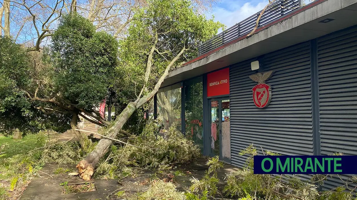 Queda de árvores em Santarém atinge Casa do Benfica