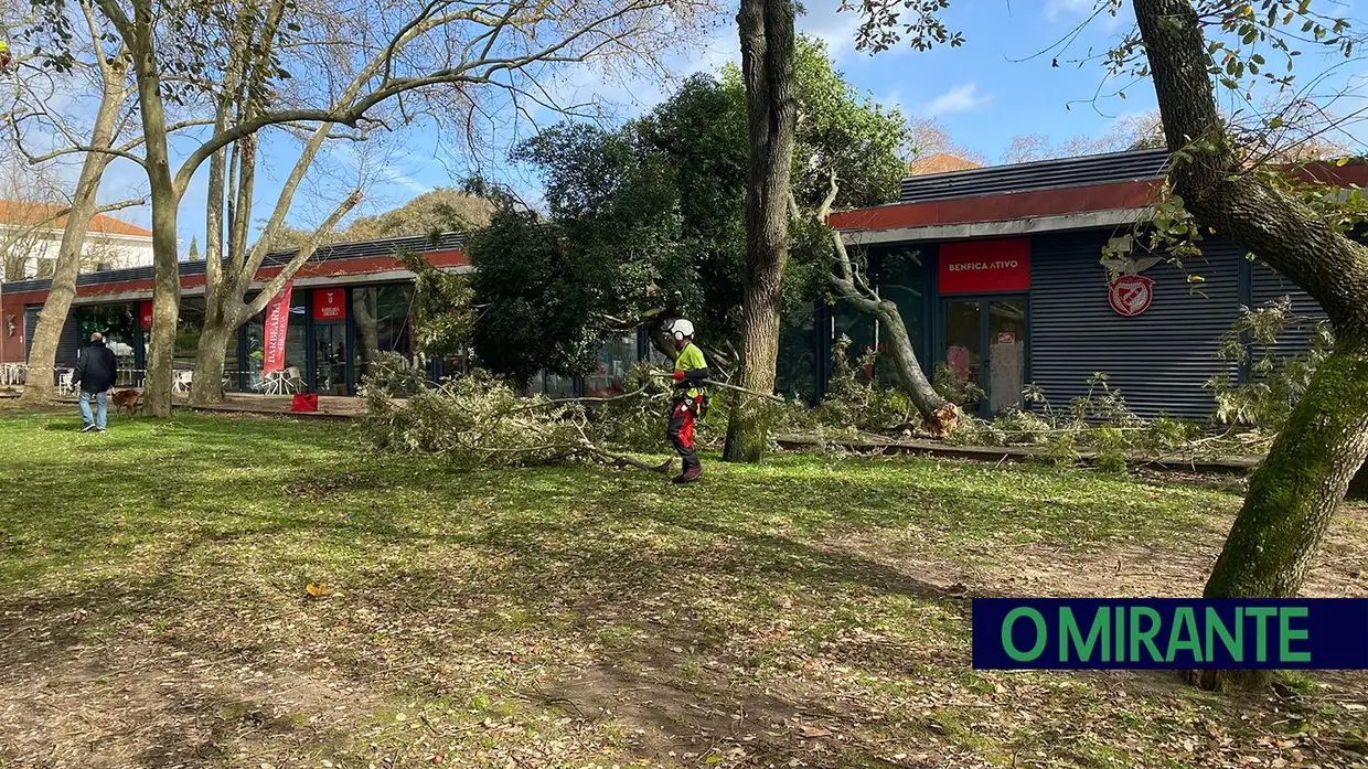 Queda de árvores em Santarém atinge Casa do Benfica