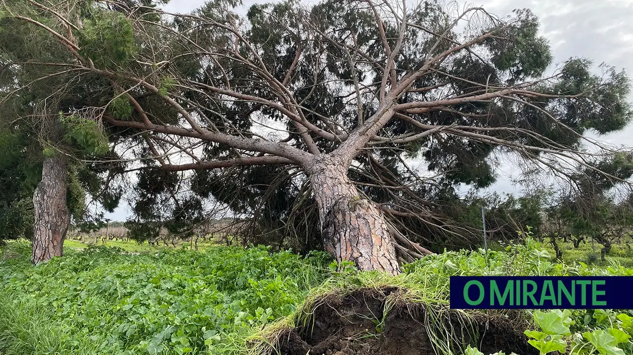 Kristin deixa rasto de destruição em Alpiarça