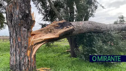 Kristin deixa rasto de destruição em Alpiarça