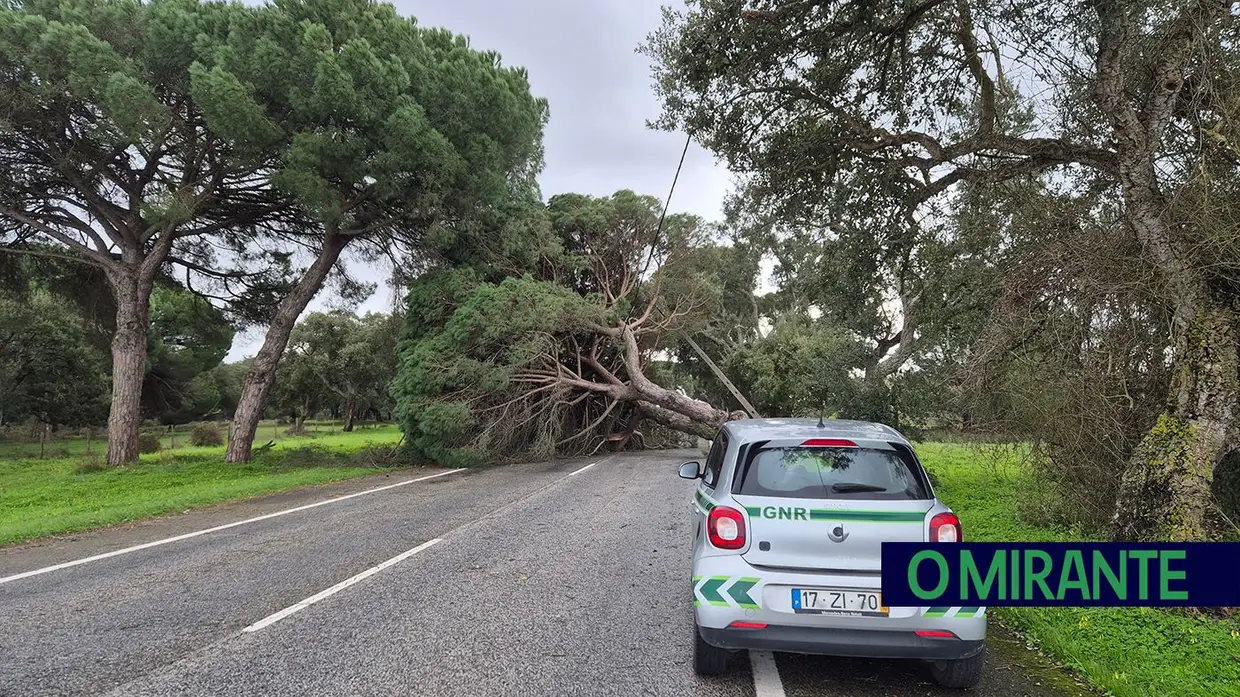 Mau tempo deixa rasto de árvores caídas e vias cortadas no concelho de Benavente