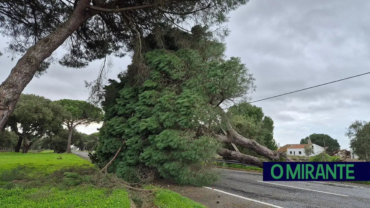Mau tempo deixa rasto de árvores caídas e vias cortadas no concelho de Benavente