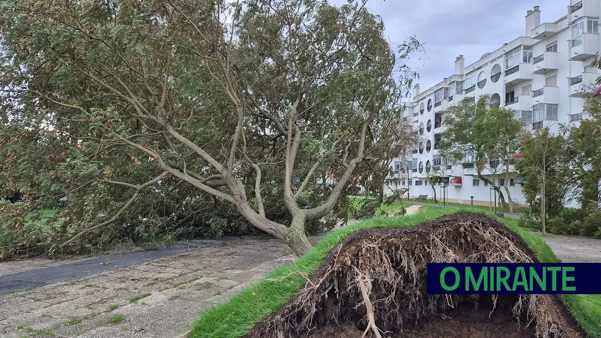Mau tempo deixa rasto de árvores caídas e vias cortadas no concelho de Benavente