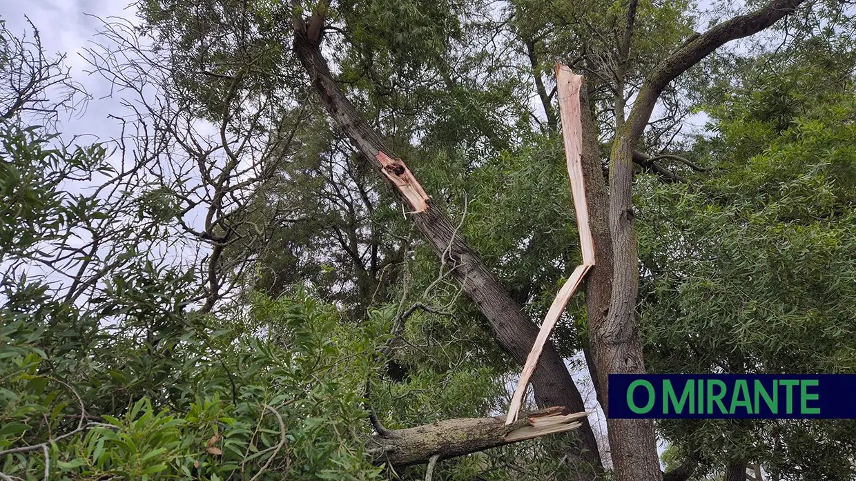Mau tempo deixa rasto de árvores caídas e vias cortadas no concelho de Benavente