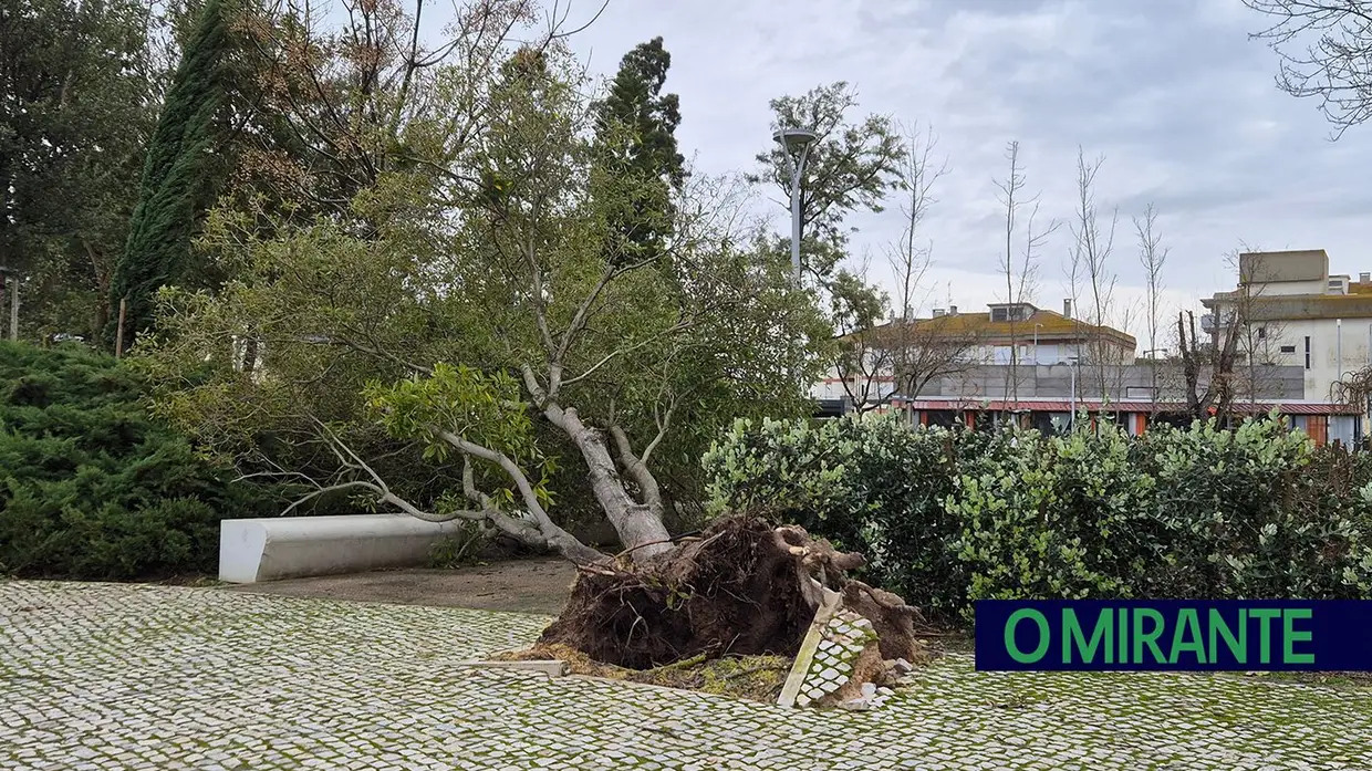 Mau tempo deixa rasto de árvores caídas e vias cortadas no concelho de Benavente