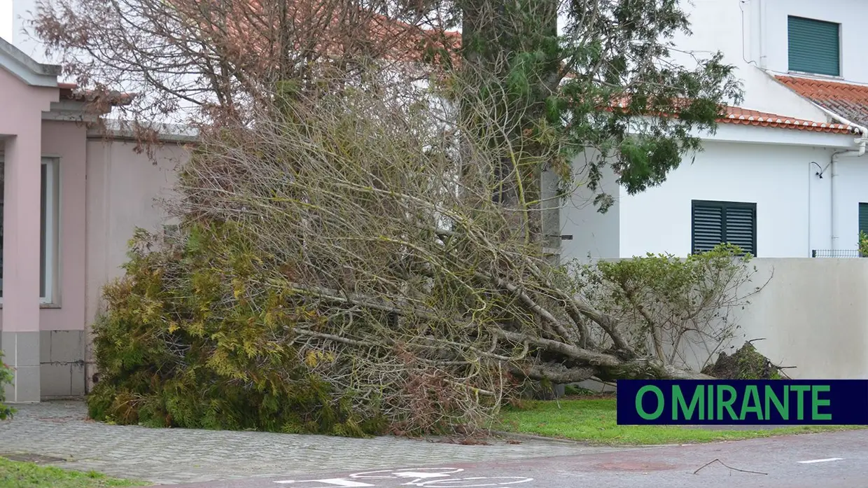 Mau tempo deixa rasto de árvores caídas e vias cortadas no concelho de Benavente