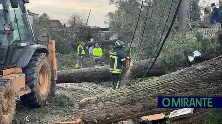 Queda de árvores corta estrada entre Santarém e Ómnias