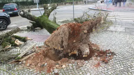 Tempestade Kristin deixa Tomar em estado de emergência e sem electricidade