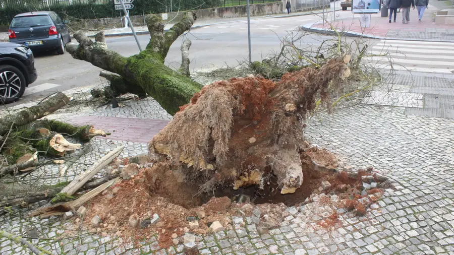 Tempestade Kristin deixa Tomar em estado de emergência e sem electricidade