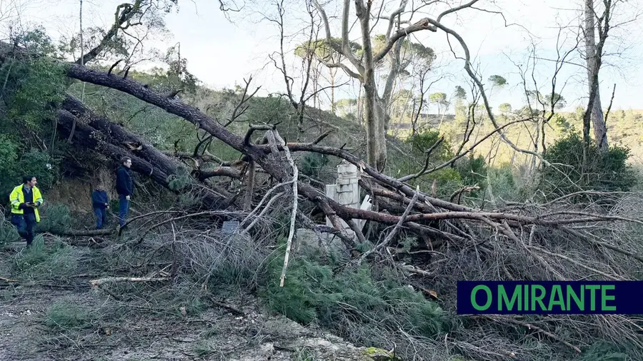 Charolinha da Mata dos Sete Montes destruída