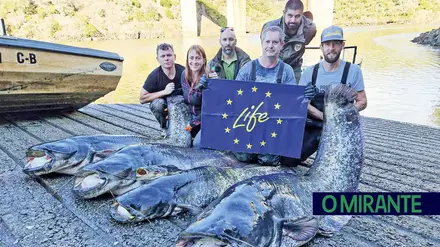 Projecto europeu Life-Predator para combater a expansão do siluro