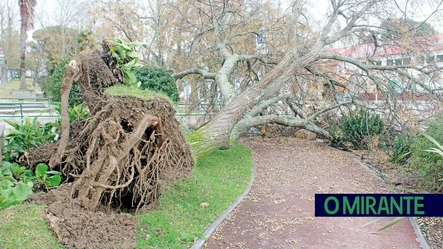 OesteCim coordena candidaturas a apoios após estragos da depressão Kristin