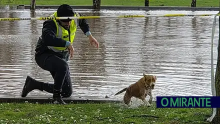 Militar da GNR salva cão em Vila Nova da Barquinha